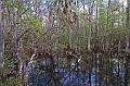 Everglades (2)